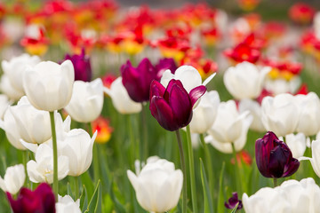 purple and white tulips