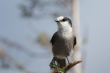 Gray Jay perched on a branch.