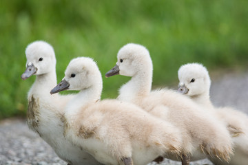 Four Mute Swan cygnets walkin on a path.