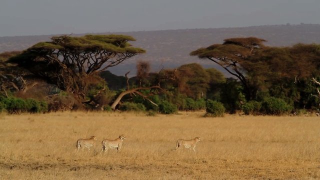 a family of cheetah in the amboseli park looking for prey