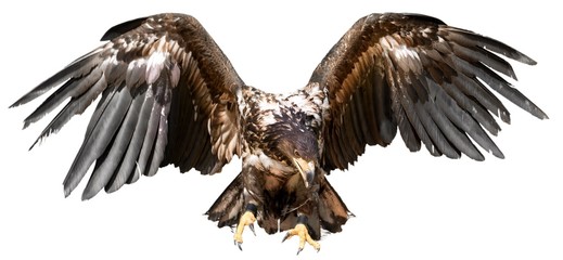 Hawk, Bird, Eagle.