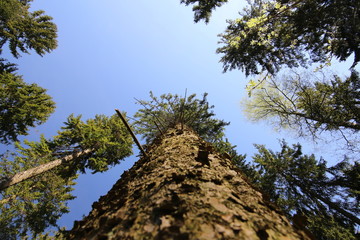 View from below a mighty pine tree (Pinus)