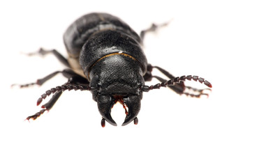 black beetle isolated on white background. Macro.