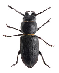 black beetle isolated on white background. Macro.
