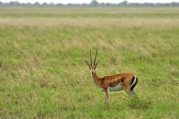 Gazelle