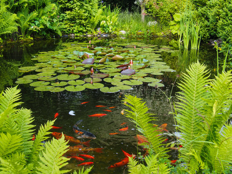 Idyllischer Gartenteich mit Fischen