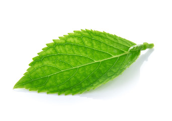 Obraz premium green leaves on a white background