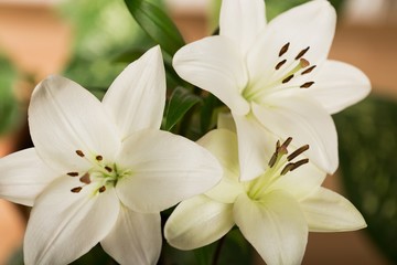 Fototapeta na wymiar Lily, White, Flower.