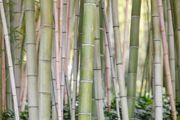 bamboo forest