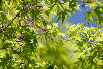 spring maple trees