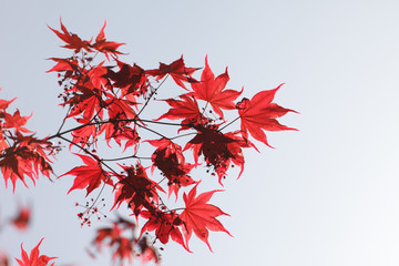 red maple leaves