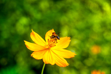 Bee in flower bee amazing,honeybee pollinated of yellow flower