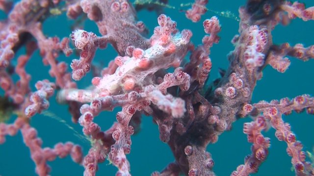 Pink Pygmy seahorse with a Porcelain Crab on gorgonian coral.
