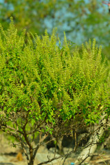 Ocimum sanctum in the garden , Holy Basil