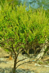 Ocimum sanctum in the garden , Holy Basil