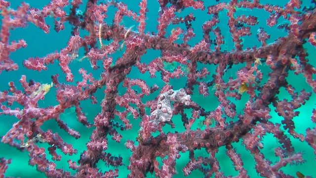 Pink Pygmy seahorse on gorgonian coral.