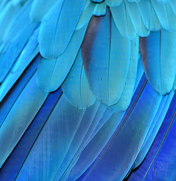 Blue Feather Background