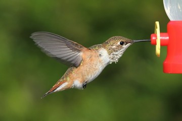 Allens Hummingbird (Selasphorus sasin)