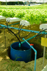 Red oak, green oak, frillice iceberg , cultivation hydroponic gr