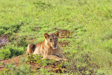 Lions