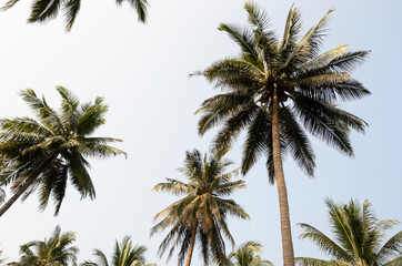 Fototapeta na wymiar Coconut palm trees against a blue sky / Coconut palm trees