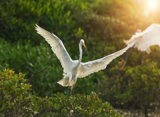 White Egret on a lagoon