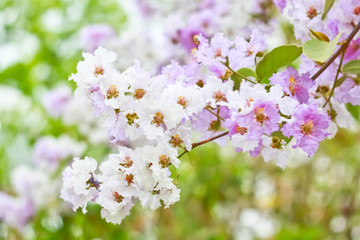 Fototapeta premium Blur short of Cananga odorata flowers, Thai Flower Tabak