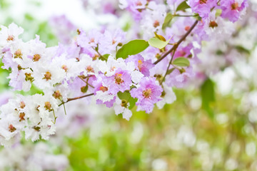 Blur short of Cananga odorata flowers, Thai Flower Tabak