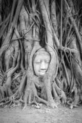 Head of Buddha statue in the tree roots at Wat Mahathat temple, Ayutthaya, Thailand. Black and White Vertical