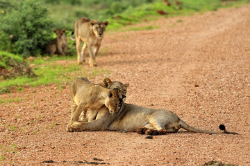 Lions
