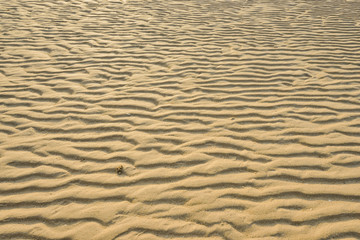 Dry rippled golden sand, ideal for backgrounds and textures
