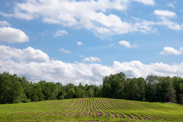 Freshly Planted Crop Rows Lead to Clouds, Blue Sky and Copy Spac