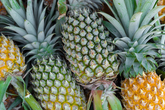 Pineapple in fresh fruit market