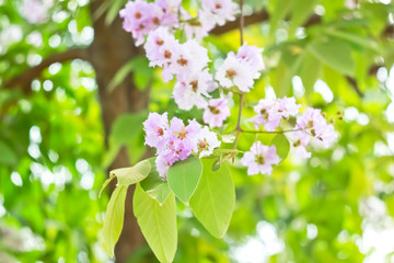 Blur short of Cananga odorata flowers, Thai Flower Tabak