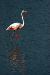 Solitary Flamingo