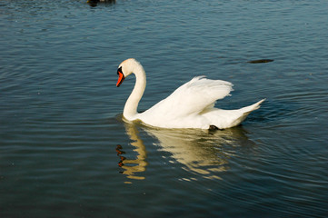 Solitary Swan