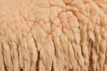 Wool sheep in farm closeup for background