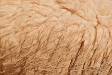 Wool sheep in farm closeup for background