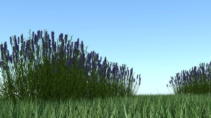 Fototapeta premium 3D Flower