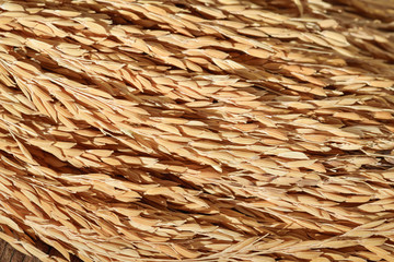Paddy jasmine rice grain on wooden background topview