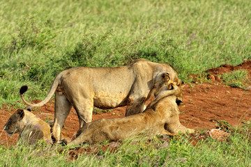Lions