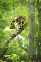 Red tail hawk in a tree, feeding on a snake