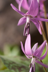 Spring flowers