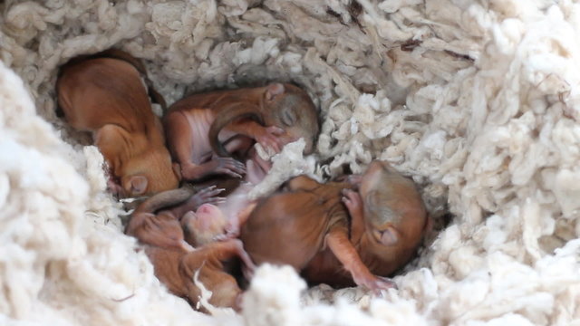 Little squirrels in the nest 2