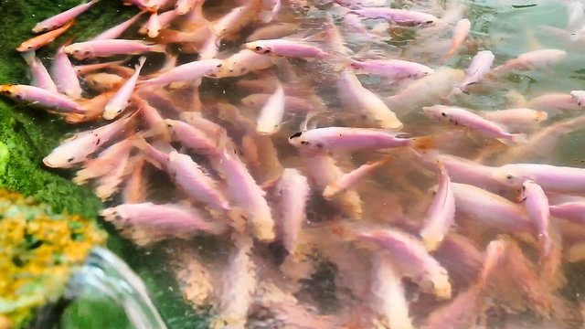Panning on a pond full of red tilapia fresh water fish swimming