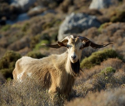 Wild goat standing on a mountain at sunrise, Tilos, Greece
