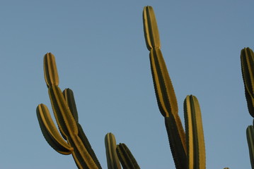 Cactus