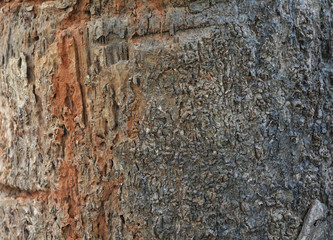 wood texture