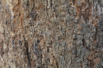 wood texture
