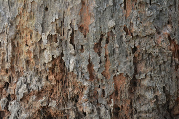 wood texture